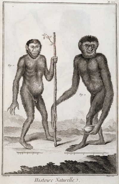 Macacos Jocko e Gibbon de French School