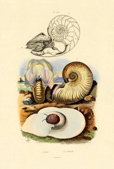 Caracol da Lua, 1833-39 de French School