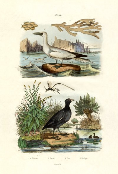 Moss Animal, 1833-39 de French School