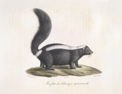 Skunk. Skunk, de História Natural dos Mamíferos (lito colorido) de French School
