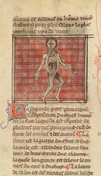 Ms 2030 fol.17 Figura anatômica, da cirurgia do mestre Henri de Mondeville de French School