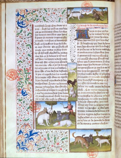 Ms 3717 Cães de caça, do Livre de la Chasse de Gaston Phebus de Foix (1331-91) (vellum) de French School