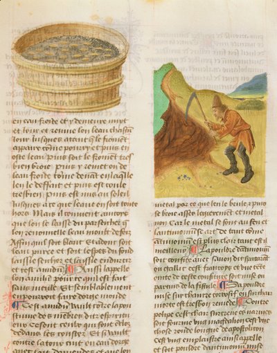 Ms. De Diversis Herbis por Dioscorides, fol.8r Sementes em uma banheira e à procura de tubérculos de genciana de French School