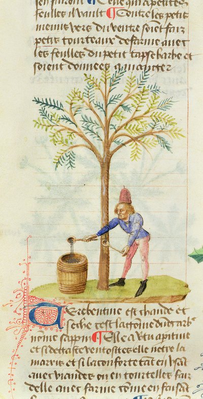 Ms Est 28 M.5.9 fol.165r Coletando terebintina, de Grand Herbier por Pedanius Dioscorides (c.40-90 dC) de French School