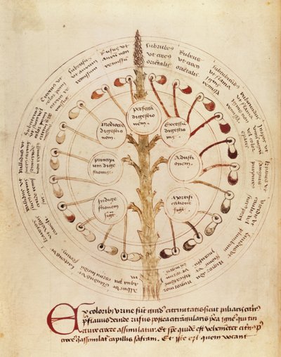 Ms Lat 11229 fol.19r Tabela para análise de urina, de Small Hygiene and Medicine de French School