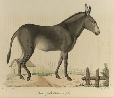 Métis fêmea. Um híbrido. Um cruzamento entre um asno ou burro e uma zebra, de 