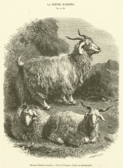 Museu de História Natural, Cabras Angorá (gravura) de French School