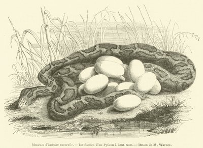 Museu de História Natural, Incubação de uma pitão de duas listras (gravura) de French School