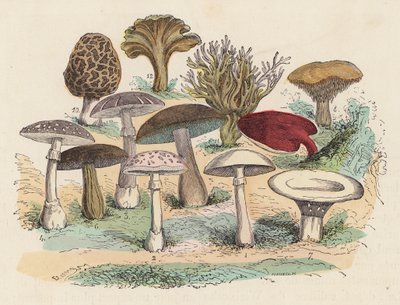 Cogumelos (gravura a cores) de French School