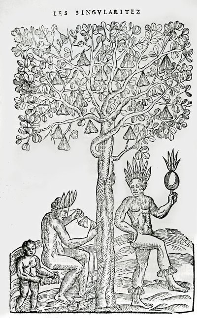 Nana fugindo, planta medicinal, ilustração de Singularities of France Antarctica, por Andre de Thevet, 1558 de French School