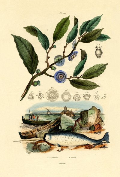 Chapéu de Napoleão, 1833-39 de French School