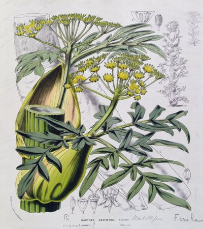 Narthex Asafoetida (gravação a cores) de French School