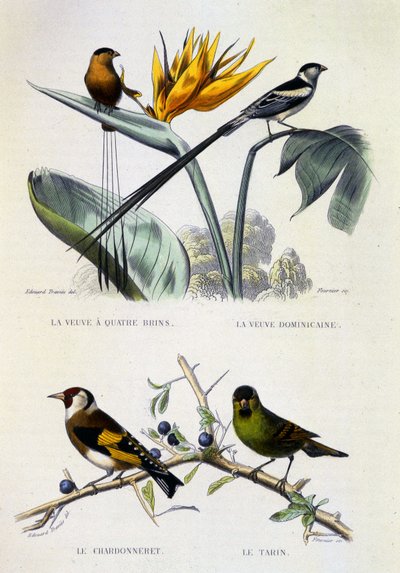 Placa de História Natural: Aves: La Veuve a four strands, La Veuve dominique, Le chardonneret, Le Tarin - obras de Buffon, volume V, s.d. Século XIX. de French School