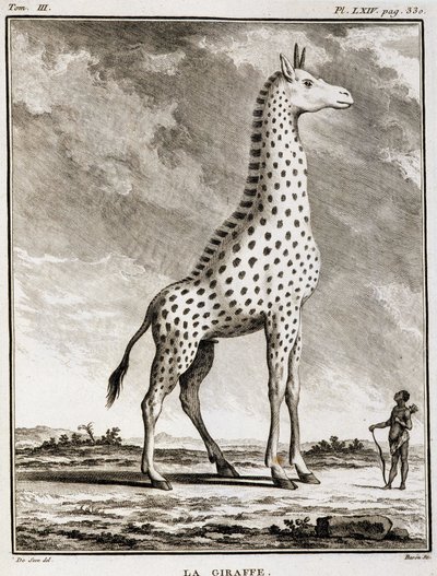 Placa de História Natural: La Giraffe - em "História Natural, Geral e Particular" de Buffon de French School