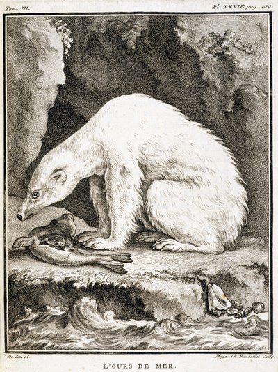 Quadro de história natural: O urso-marinho alimenta-se de uma foca - in "História Natural, Geral e Particular" de Buffon de French School