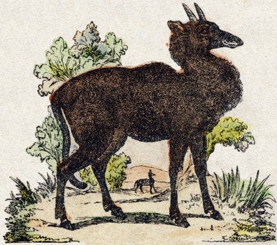 Nyl-ghau (Nyl ghau, animal indiano). Gravura em "Alphabet des animaux sauvages". 9ª Série. Imagem de Epinal, Pellerin, impressora-editora, cerca de 1870. Gravura em madeira, stencilled. 16 páginas. Dimensões: 20 x 15 cm. Coleção Particular de French School