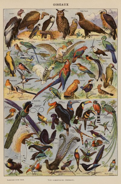 Aves (litografia a cores) de French School