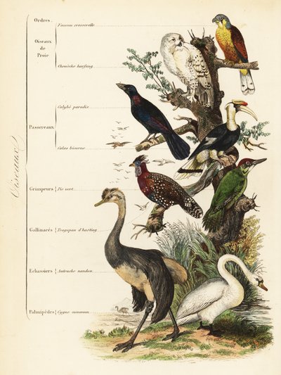 Ordens de Aves: peneireiro, Falco tinnunculus, coruja nevada vulnerável, Bubo scandiacus, estorninho de orelhas azuis, Lamprotornis chalybaeus, grande carrasco, Buceros bicornis, pica-pau verde europeu, Picus viridis, tragopan ocidental, Tragopan melanocep de French School