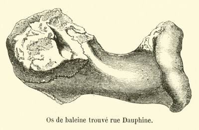 Osso de baleia encontrado rue Dauphine de French School