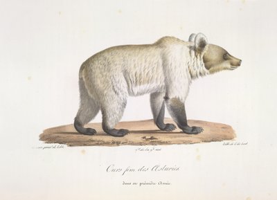 A nossa fem des Asturies. Fêmea urso castanho espanhol, da Histoire Naturelle des Mammifères (cor litho) de French School