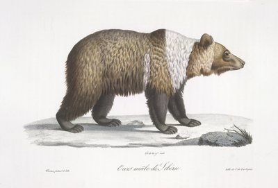 Urso siberiano macho, de 