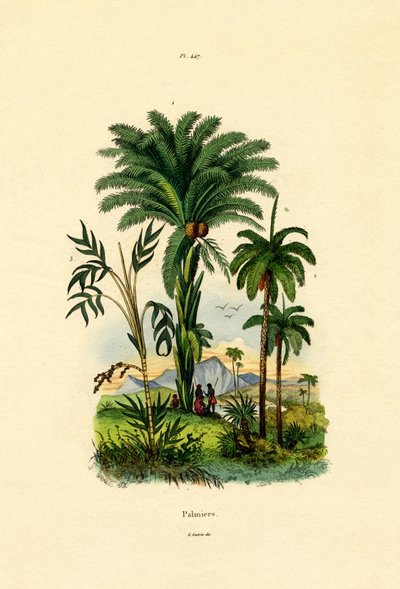 Palmeiras, 1833-39 de French School