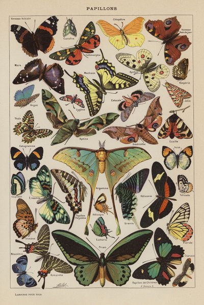 Borboletas (litografia a cores) de French School