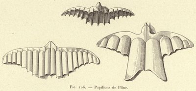 Borboletas de Plínio (gravura) de French School