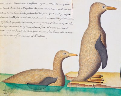 Pinguins, Estreito de Magalhães, aguarela do livro de bordo de Jacques Gouin de Beauchesne (1652-1730), capitão da Compagnie royale de la Mer du Sud, de 1698 a 1701, França de French School