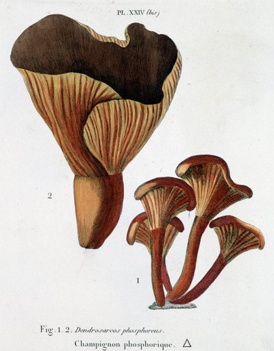 Cogumelo fosfórico em Jean Jacques Paulet "Traité des champignons", final do século XVIII de French School