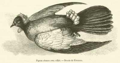 Pombo chinês com assobio (gravação) de French School