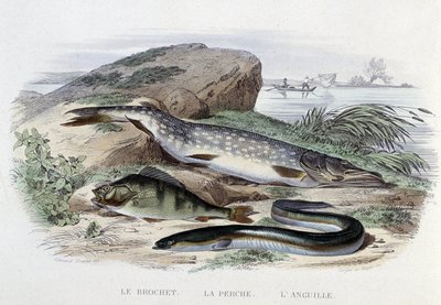Peixes: Lúcio, perca, enguia - em "Histoire Naturelle" de Lacépède, ed. Furne, Paris de French School