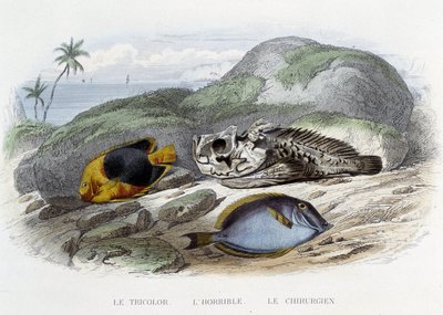 Peixes: o tricolor, o horrível e o cirurgião - in "Histoire Naturelle" de Lacépède, ed. Furne, Paris de French School