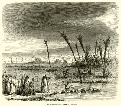 Ferida de gafanhoto (gravura) de French School