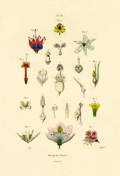 Melhoramento de plantas, 1833-39 de French School