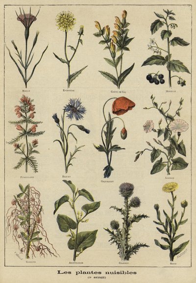 Plantas prejudiciais à agricultura de French School
