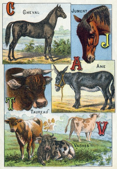 Prato 1: Cavalo, Égua, Touro, Burro, Vacas. Gravura em "Alfabeto silábico dos animais domésticos e do quintal da fazenda". Serie A. Pellerin et Cie, impressores-editores, Epinal, final do século XIX. Cromolitógrafos. Dim: 19,5 x 13,5 cm de French School
