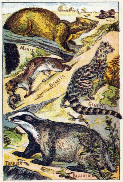 Prato 1: Perdiz, Marte, Doninha, Genette, Texugo, Terrier. Gravura em "Alfabeto silábico de todos os tipos de beterraba". Serie A. Pellerin et Cie, impressores-editores, Epinal, final do século XIX. Cromolitógrafos. Pequeno álbum publicitário de 8 páginas  de French School