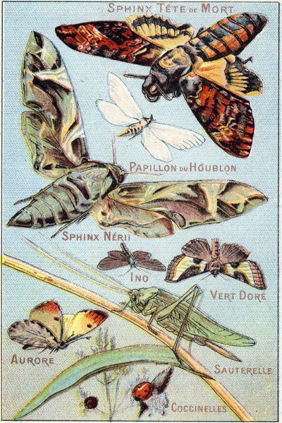 Placa 1: Esfinge Crânio, Borboleta do Lúpulo, Esfinge Neri, Ino, Verde Ouro, Aurora, Gafanhoto, Joaninhas. Gravura em "Alfabeto silábico de borboletas e insectos". Serie A. Pellerin et Cie, impressores-editores, Epinal, final do século XIX. Cromolitógrafos de French School