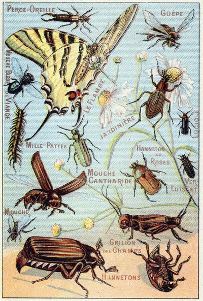 Placa 2: Furto de orelha, Gupe, Mosca da Carne Azul, Flambe, Gardener, Centipedes, Firefly, Caneton Rosa, Gloss worm, Fly, Field Cricket, Chablets de French School