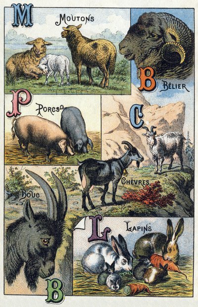 Prato 2: Ovelhas, Belier, Porcos, Cabras, Coelhos. Gravura em "Alfabeto silábico de animais domésticos e do quintal da fazenda". Serie A. Pellerin et Cie, impressores-editores, Epinal, final do século XIX. Cromolitógrafos . Dim: 19,5 x 13,5 cm de French School