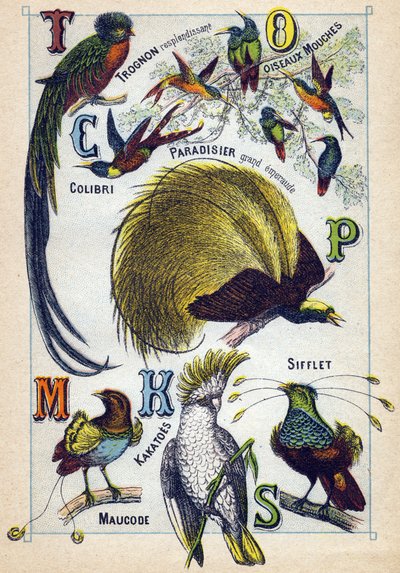 Placa 3: Núcleo Brilhante, Aves Moscas, Beija-flor, Paraíso Esmeralda, Kakatoes, Apito, Maucode. Gravura em "Alfabeto silábico dos pássaros". Serie A. Pellerin et Cie, impressores-editores, Epinal, final do século XIX. Cromolitógrafos. Pequena publicidade  de French School