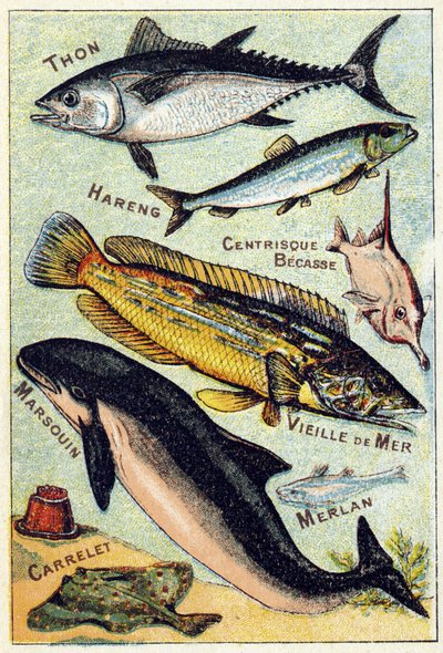 Prato 3: Atum, Arenque, Bico Centrico, Mar Velho, Golfinho, Badejo, Azulejo. Gravura em "Alfabeto silábico do mar e dos peixes de água doce". Serie A. Pellerin et Cie, impressores-editores, Epinal, finais do século XIX. Cromolitógrafos. Pequenos albu publi de French School