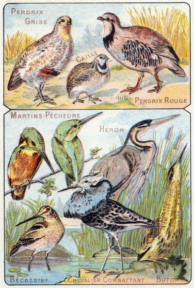 Placa 3 no topo: Perdiz cinzenta, Codorniz, Perdiz vermelha. Em baixo: Kingfishers , Heron, Becassine, Fighting Knight, Butor. Gravura em "Alfabeto silábico de aves e répteis". Serie A. Pellerin et Cie, impressores-editores, Epinal, final do século XIX. Ch de French School