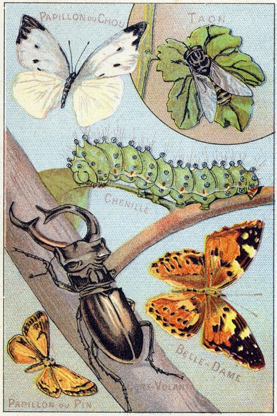 Prato 4: Borboleta de couve, Taon, Chenille, Belle-dame , Kite , Borboleta de pinheiro. Gravura em "Alfabeto silábico de borboletas e insetos". Serie A. Pellerin et Cie, impressores-editores, Epinal, final do século XIX. Cromolitógrafos. Pequenos 8-páginas de French School