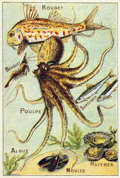 Prato 4: Tainha vermelha, Bouquet, Polvo, Sardinhas, Algas Marinhas, Mexilhões, Ostras. Gravura em "Alfabeto silábico do mar e dos peixes de água doce". Serie A. Pellerin et Cie, impressores-editores, Epinal, finais do século XIX. Cromolitógrafos. Pequena  de French School
