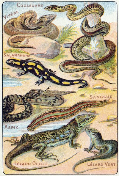 Prato 4: Cobra, Víbora, Salamandra, Aspic, Sanguessuga, Sanguessuga, Lezard ocelle, Lezard Verde. Gravura em "Alfabeto silábico de aves e répteis". Serie A. Pellerin et Cie, impressores-editores, Epinal, final do século XIX. Cromolitógrafos. Pequena public de French School