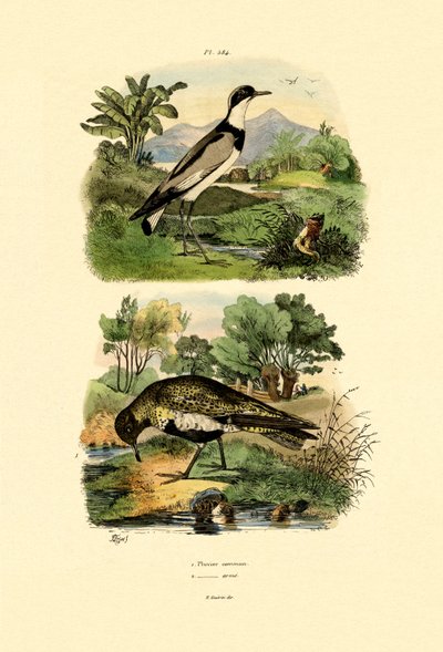 Tarambola, 1833-39 de French School