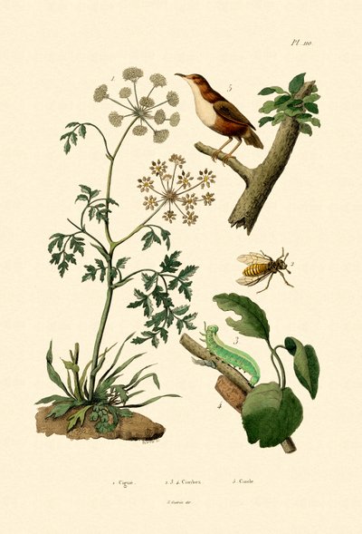 Hemlock do veneno, 1833-39 de French School