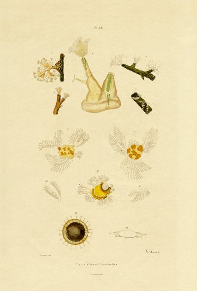 Pólipo, 1833-39 de French School